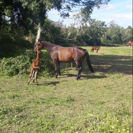 Trinity On Lakeshore With Horses, Jetty & Games